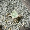 Bague artisanale argent 925 modèle "Lola" et cyanite verte facettée – Image 3